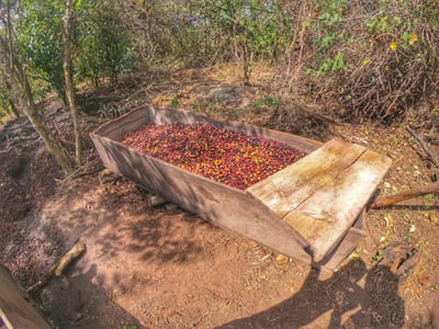 《特色風味咖啡系列：墨西哥 Chiapas 恰帕斯 Fraylesca 弗雷萊斯卡 原住民合作社 水洗特色批次—英式早茶》4