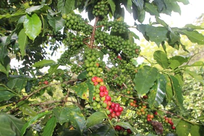 極致風味咖啡系列｜宏都拉斯 奧科特佩克產區 Finca Las Rosas 玫瑰花莊園 改良式 Natural Funky 日曬放奇咖啡—草莓冰淇淋/特色批次3