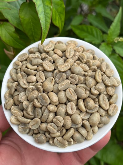 《安地斯花蝶咖啡系列：哥倫比亞 Huila/聖奧古斯丁 Obispo 奧比斯波/農協俱樂部 水洗特色咖啡—甜果園微量批次》8