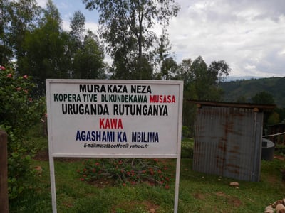 典藏家咖啡系列｜A1頂規 盧安達 北部省 Mbilima CWS 姆比利瑪水洗站/ 咖啡之家合作社 CoE得獎常勝軍 超高海拔2200m 紅波旁 1904客製化 水洗特色咖啡—夜來香5