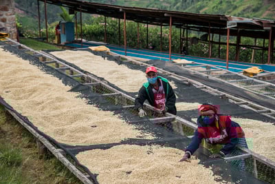 《典藏家咖啡系列：A1頂規 盧安達 北部省 Nkara CWS 恩卡拉水洗站/ 咖啡之家合作社 CoE得獎常勝軍 超高海拔 紅波旁 客製化水洗特色咖啡—夜芙蓉》4