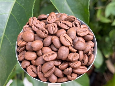 熊團長每月特惠咖啡｜盧安達 南部省/雷莓拉 Buf女王蜂 日曬咖啡熟豆 (買一送一)8