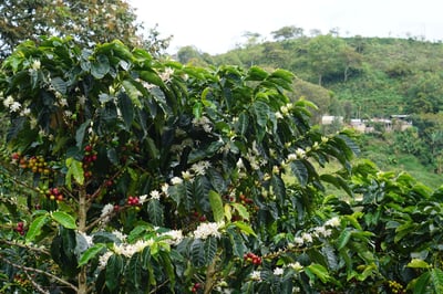 《安地斯花蝶咖啡系列：哥倫比亞 Huila/聖奧古斯丁 Obispo 奧比斯波/農協俱樂部 水洗特色咖啡—甜果園微量批次》5