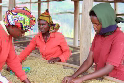 《典藏家咖啡系列：A1頂規 盧安達 北部省 Nkara CWS 恩卡拉水洗站/ 咖啡之家合作社 CoE得獎常勝軍 超高海拔 紅波旁 客製化水洗特色咖啡—夜芙蓉》5