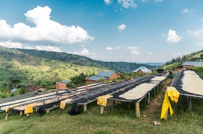 《甜美系列咖啡：盧安達 北部省 咖啡之家/茹莉處理站 🍇洛柚紅韻🌸水洗特色咖啡》5