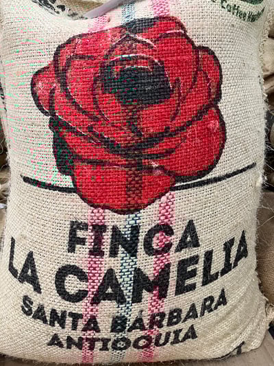《新春報喜咖啡系列：哥倫比亞 Antioquia 安提奧基亞省 Finca Camelia 山茶花莊園 筒倉遮陰乾燥☀ 水洗特色微批次》3