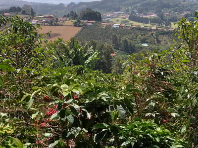 《國寶咖啡系列：哥斯大黎加 西部谷地 聖塔露西亞莊園 🌟維拉薩奇 老爺爺蜜香特色咖啡》6