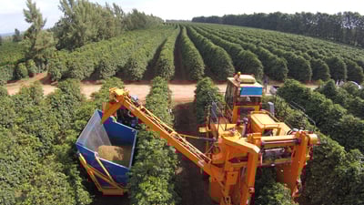 《老巴傳奇咖啡：巴西 Cerrado Mineiro產區 Rio Brilhante 明河莊園 Catuai 99 卡杜愛久久/當地特色品種 ☀日曬咖啡：巧克力葡萄球》6