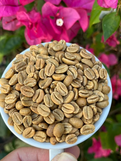 《超級大師咖啡系列：哥斯大黎加  西部谷地 Finca Santa Lucia 聖塔露西亞莊園 Kenia San Roque 肯尼亞･聖克洛 CoE冠軍品種 厭氧日曬/特色咖啡 --果燃繽紛》11