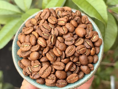 《獨門絕招咖啡系列：墨西哥 恰帕斯/錢珠爾莊園 🍒星莓之光🌟 雙重發酵水洗特色咖啡》8