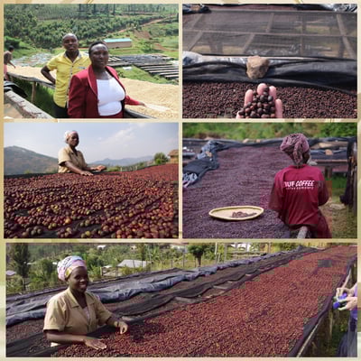 熊團長每月特惠咖啡｜盧安達 南部省/雷莓拉 Buf女王蜂 日曬咖啡熟豆 (買一送一)3