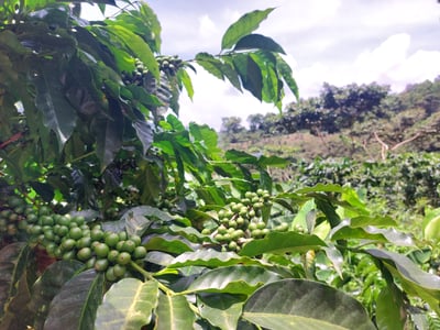 《品種大師咖啡：尼加拉瓜 高原莊園 果汁發酵處理🍹 Parainema 水洗咖啡：🍑白蜜果曦✨》5