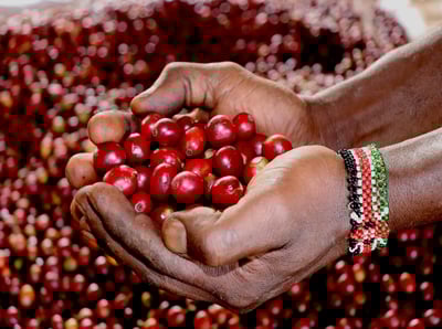 《一代宗師/真功夫咖啡系列：肯亞 Nyeri 涅里 魯吉農民合作社 Giathugu Factory 賈圖古處理廠 88高分首選 AA TOP 水洗咖啡微型批次》1