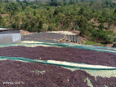 《鎮店之寶咖啡系列： 衣索比亞 Yirgacheffe 耶加雪菲 班可果丁丁 寶石果釀 日曬批次Gr.1 -74110單一品種 馥果醇茗小調微批次》3
