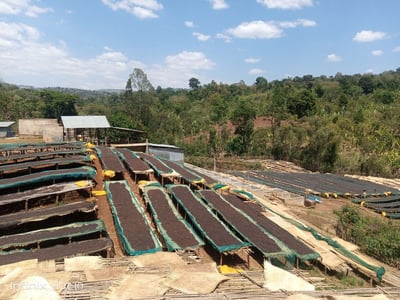 《老司機咖啡系列：衣索比亞 耶加雪菲 彩虹果叮叮 嘎嘎哩處理站 果香日曬/特別準備批次》4