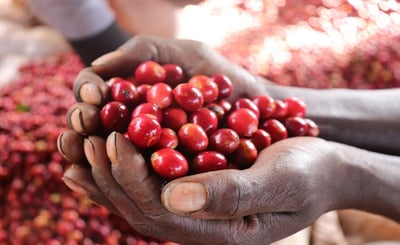 《一代宗師/真功夫咖啡系列：肯亞 Nyeri 涅里 魯吉農民合作社 Giathugu Factory 賈圖古處理廠 88高分首選 AA TOP 水洗咖啡微型批次》4