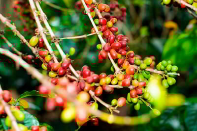 《典藏家咖啡系列：A1頂規 盧安達 北部省 Nkara CWS 恩卡拉水洗站/ 咖啡之家合作社 CoE得獎常勝軍 超高海拔 紅波旁 客製化水洗特色咖啡—夜芙蓉》3