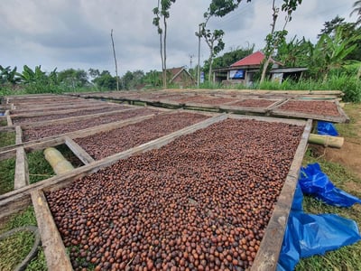 《老司機專屬咖啡：糖果寶貝— 東爪哇島 East Java 阿爾戈普羅火山產區 波瑪斯･瓦利達合作社 紅蜜處理/特色咖啡 Muhlisin Micro Lots》4