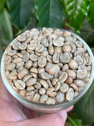 《老司機專屬咖啡：糖果寶貝— 東爪哇島 East Java 阿爾戈普羅火山產區 波瑪斯･瓦利達合作社 紅蜜處理/特色咖啡 Muhlisin Micro Lots》10