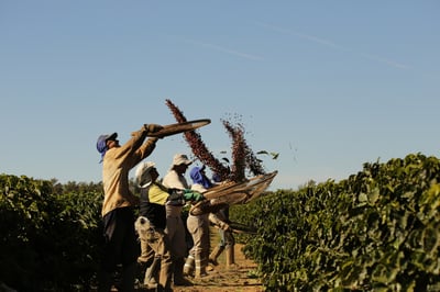 《老巴傳奇咖啡：巴西 Cerrado Mineiro產區 Rio Brilhante 明河莊園 Catuai 99 卡杜愛久久/當地特色品種 ☀日曬咖啡：巧克力葡萄球》7
