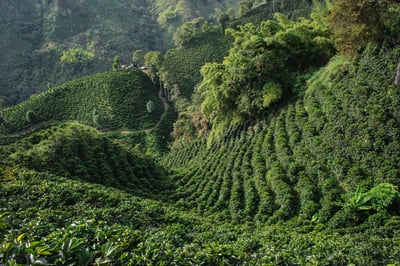 《新春報喜咖啡系列：哥倫比亞 Antioquia 安提奧基亞省 Finca Camelia 山茶花莊園 筒倉遮陰乾燥☀ 水洗特色微批次》5