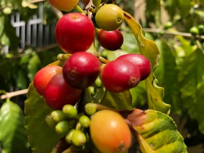 蛇年吉祥藝伎咖啡｜衣索比亞 班奇馬吉 日曬Geisha 咖啡熟豆買一磅送一磅優惠2