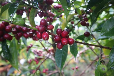 馬到成功藝伎咖啡｜衣索比亞 古吉 千里馬日曬藝伎Geisha 咖啡熟豆買一磅送一磅優惠3