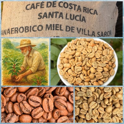 《國寶咖啡系列：哥斯大黎加 西部谷地 聖塔露西亞莊園 🌟維拉薩奇 老爺爺蜜香特色咖啡》9