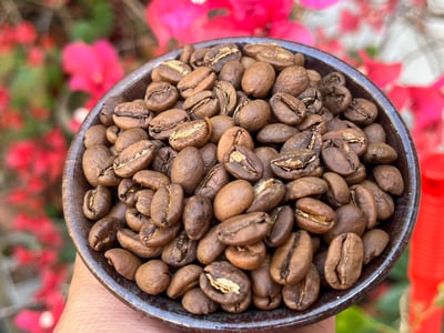 蛇年吉祥藝伎咖啡｜衣索比亞 班奇馬吉 日曬Geisha 咖啡熟豆買一磅送一磅優惠4