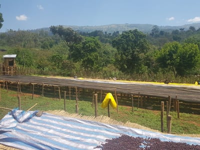 《鎮店之寶咖啡系列： 衣索比亞 Yirgacheffe 耶加雪菲 格賽/貝尤處理廠 遮陰乾燥 水洗批次Gr. 1—74110單一品種 冬莓紅露小調微批次》4