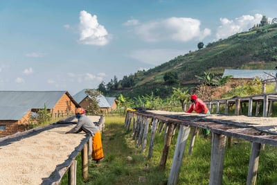 《典藏家咖啡系列：A1頂規 盧安達 北部省 Nkara CWS 恩卡拉水洗站/ 咖啡之家合作社 CoE得獎常勝軍 超高海拔 紅波旁 客製化水洗特色咖啡—夜芙蓉》1