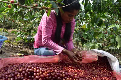 《★CoE卓越杯系列★：瓜地馬拉 聖馬科斯 Finca El Platanillo 普拉塔尼洛莊園 水果炸彈 黑果皮日曬特色咖啡☀》6