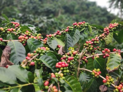 《老司機專屬咖啡：糖果寶貝— 東爪哇島 East Java 阿爾戈普羅火山產區 波瑪斯･瓦利達合作社 紅蜜處理/特色咖啡 Muhlisin Micro Lots》7