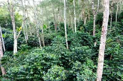 《快樂島特色咖啡系列：巴布亞新幾內亞 Eastern Highlands 東部高地 Moanti Mill 莫安蒂處理站 Typica 鐵皮卡/水洗 ️寶可娜特色咖啡》5