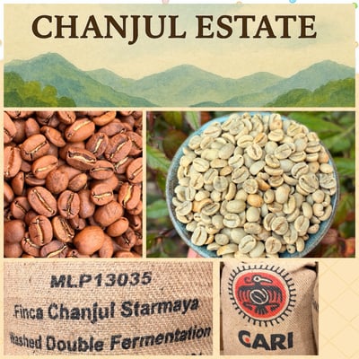 《獨門絕招咖啡系列：墨西哥 恰帕斯/錢珠爾莊園 🍒星莓之光🌟 雙重發酵水洗特色咖啡》6