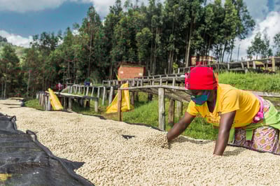 《甜美系列咖啡：盧安達 北部省 咖啡之家/茹莉處理站 🍇洛柚紅韻🌸水洗特色咖啡》6