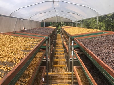 《極致本位咖啡系列：哥斯大黎加 西部谷地 Naranjo 橘郡 聖塔露西亞莊園/赫爾莎處理廠 波旁與鐵皮卡系 熊團專屬客製化—黑蜜咖啡 Black Honey—熊蓋甜》4