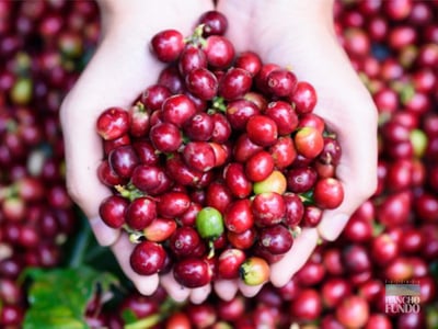 《老巴傳奇咖啡：巴西 Cerrado Mineiro產區 Rio Brilhante 明河莊園 Catuai 99 卡杜愛久久/當地特色品種 ☀日曬咖啡：巧克力葡萄球》1