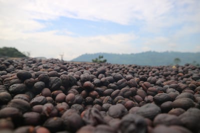 馬到成功藝伎咖啡｜衣索比亞 古吉 千里馬日曬藝伎Geisha 咖啡熟豆買一磅送一磅優惠4