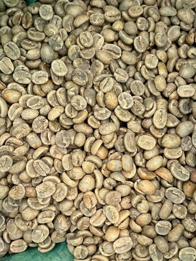 熊團長每月特惠咖啡｜哥斯大黎加 西部谷地 赫爾莎處理廠 白蜜咖啡熟豆 (買一送一)4