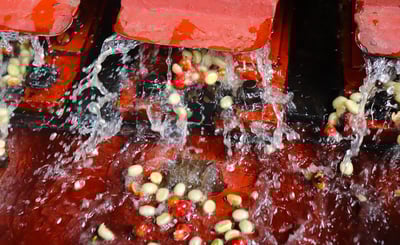 《一代宗師/真功夫咖啡系列：肯亞 Nyeri 涅里 魯吉農民合作社 Giathugu Factory 賈圖古處理廠 88高分首選 AA TOP 水洗咖啡微型批次》3