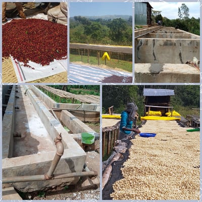 《鎮店之寶咖啡系列： 衣索比亞 Yirgacheffe 耶加雪菲 班可果丁丁 超高密度/水洗批次 Gr.1 74110單一品種 茉香蜜桃小調》3