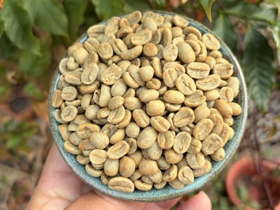 《天空之城系列：祕魯 卡哈馬卡 🥑酪梨之花💐 特色水洗咖啡》6