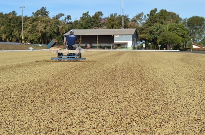 《老巴傳奇咖啡：巴西 Cerrado Mineiro產區 Rio Brilhante 明河莊園 Catuai 99 卡杜愛久久/當地特色品種 ☀日曬咖啡：巧克力葡萄球》9