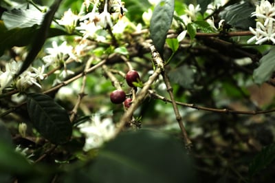 《老司機專屬咖啡：糖果寶貝— 東爪哇島 East Java 阿爾戈普羅火山產區 波瑪斯･瓦利達合作社 紅蜜處理/特色咖啡 Muhlisin Micro Lots》8
