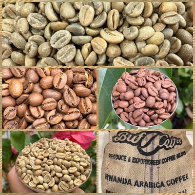 熊團長每月特惠咖啡｜盧安達 南部省/雷莓拉 Buf女王蜂 日曬咖啡熟豆 (買一送一)1