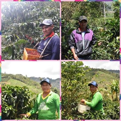 熊團長每月特惠咖啡｜秘魯 卡哈馬卡/鳳梨莊園 香果奶油糖 水洗咖啡熟豆 (買一送一)5