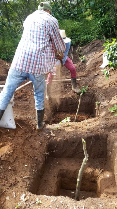 《極致風味咖啡系列：宏都拉斯 奧科特佩克產區 Finca Las Rosas 玫瑰花莊園 改良式 Natural Funky 日曬放奇咖啡—草莓冰淇淋特色微批次》6