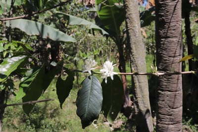 熊團長每月特惠咖啡｜巴布亞新幾內亞 吉瓦卡/達科小農️ 小藍山水洗咖啡熟豆 (買一送一)5