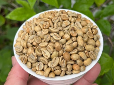 《老司機咖啡系列：衣索比亞 耶加雪菲 彩虹果叮叮 嘎嘎哩處理站 果香日曬/特別準備批次》8